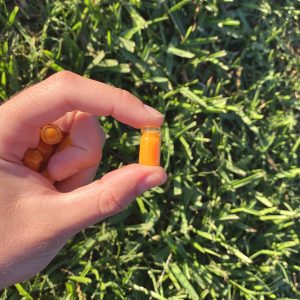 Orange Juice