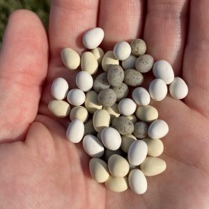 Eggs