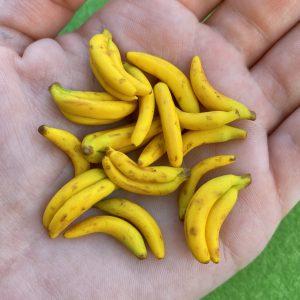 Bananas