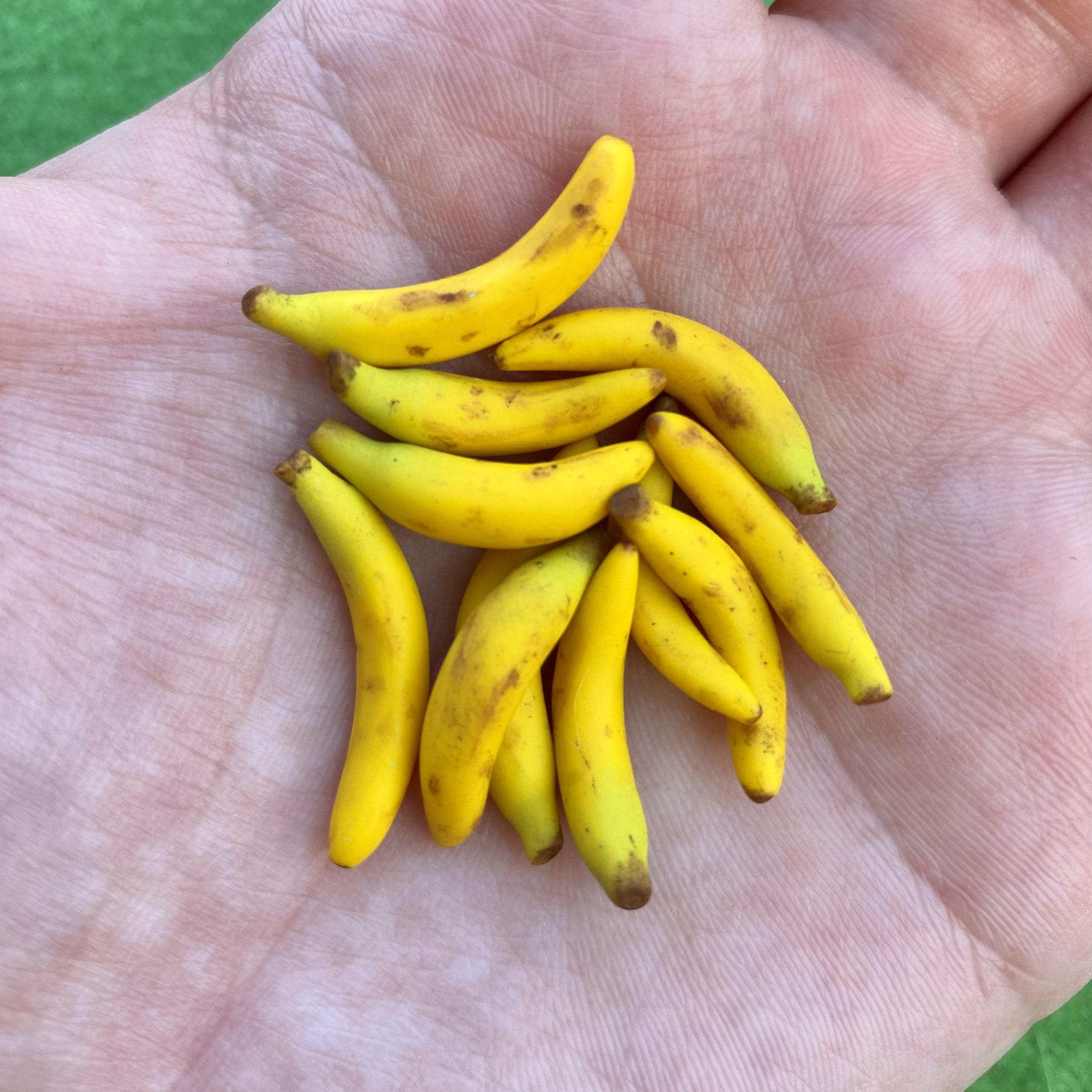 Bananas - Image 4